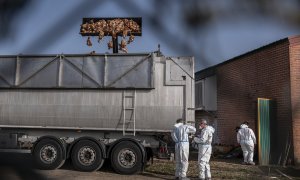Una excavadora descarga centenares de aves muertas en una granja de Íscar, Valladolid, afectada por un brote de gripe aviar.