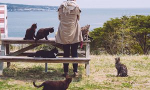 7 lugares del mundo conquistados por los gatos