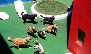 Un grupo de perros juega en una imagen de archivo.