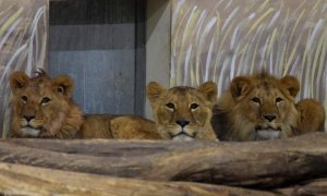 Tres de los cuatro leones rescatados por España de la guerra de Ucrania.