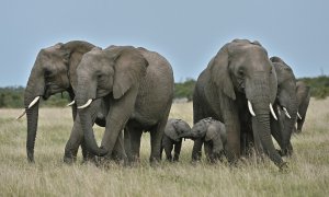 Un grupo de elefantas se agrupa de forma protectora alrededor de un par de crías en el parque en la Reserva Nacional de Masai Mara de Kenia. AFP/Tony Karumba
