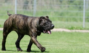 Conoce 6 razas de perros autóctonas de España