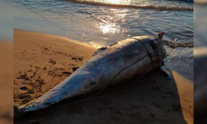 11/07/2022, Fotografía compartida, a través de Twitter, por la Policía Local de Alboraia donde se puede ver el cadáver del delfín en las orillas del mar, a 11 de julio de 2022.