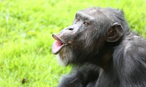 12/08/2022 Un chimpancé vocalizando.