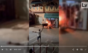 Cogida del toro a un asistente del 'bou embolat' de Vallada en otro incidente previo al fallecimiento del joven