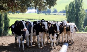 09/09/2022 - Un ramat de vaques a l'Alt Urgell.