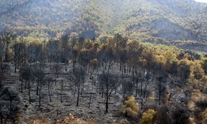 Vista de un área afectada por el incendio forestal en el paraje ‘Los Guájares’ en las comarcas granadinas de la Costa y Lecrín, que ha afectado desde el jueves a unas 5.000 hectáreas.