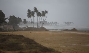 Varias palmeras sufren los efectos del viento en Nagua, República Dominicana, el 19 de septiembre de 2022, durante el paso del huracán Fiona.