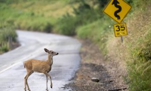 Un pequeño ciervo de cola negra cruza una carretera rural cerca de Elkton en la zona rural del suroeste de Oregón