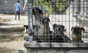 Varios perros viven en las instalaciones del albergue San Francisco de Asis de la Sociedad Protectora de Animales y Plantas de Madrid (SPAP), a 2 de junio de 2020.