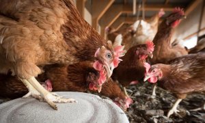 La OMS confirma un nuevo caso de gripe aviar en humanos relacionado con la granja de Guadalajara donde se detectó el primer foco