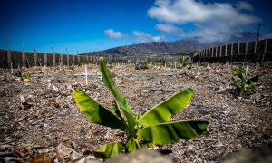 Una única planta de plátano en una finca del municipio de Tazacorte, a 09 de septiembre de 2022, en La Palma, Santa Cruz de Tenerife Canarias (España).