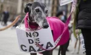 Un galgo con un cartel contra el uso de perros para cazar en una manifestación animalista en Pamplona, Navarra.