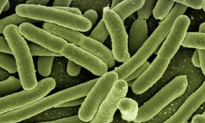 Archivo de una bacteria