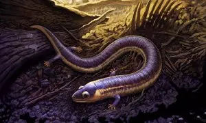 El fósil más antiguo de una cecilia aclara el origen de los anfibios actuales