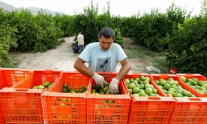 Un hombre trabaja en la recolección de limones en el municipio de Santomera, Murcia.