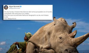 La desoladora imagen de uno de los dos rinocerontes blancos del norte que quedan en el mundo: "Es de una tristeza brutal"
