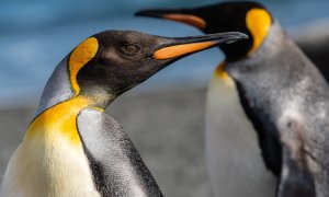 ¿Para qué sirve la glándula supraorbital de los pingüinos?