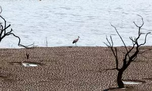 Un pájaro camina en el embalse de Sierra Boyera, que está al 0,01% de su capacidad, en Belmez, sur de España , 26 de abril de 2023.