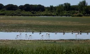 Los animales se muestran en los pantanos del Parque Nacional de Doñana, donde la sequía ha reducido los niveles de agua.