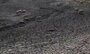 Las ovejas beben en el lecho seco del río Guadiana,  en Villarta de los Montes, en zona centro-occidental de Extremadura.
