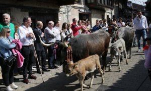 Cartes celebra la 'pasá' de vacas tudancas