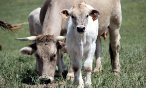 31-5-2023 Un ramat de vaca de raça bruna pasturant