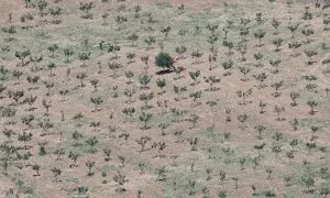 Vista de un campo afectado por la sequía prolongada , en Ronda, sur de España , 11 de mayo de 2023. — Jon Nazca / REUTERS