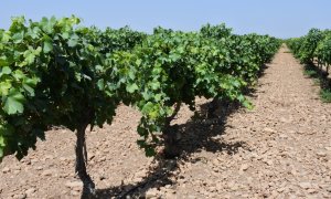 Un agricultor de 46 años muere en la provincia de Ciudad Real por un golpe de calor mientras trabajaba en una viña