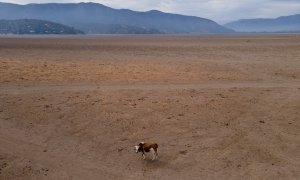 Imagen que muestra a una vaca caminando en el lago Aculeo (Chile), seco desde 2018.