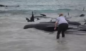 Mueren 51 ballenas en una playa de Australia