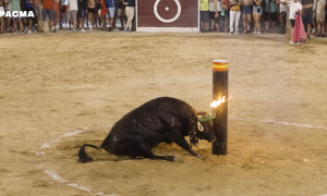 Imagen del evento donde un toro se choca contra un toril, en Oropesa del Mar (Castelló).