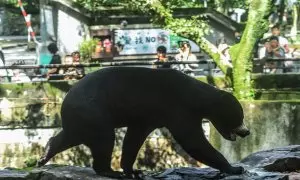 El oso del zoo de Hangzhou, en China, que atrae turistas porque se confunde con un humano, a 1 de agosto de 2023