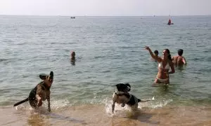 Els gossos jugant amb els seus propietaris a l'aigua