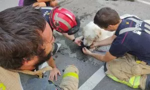 El perro tras ser rescatado por los bomberos y la Polícia Municipal de Terrassa, a 23 de agosto de 2023