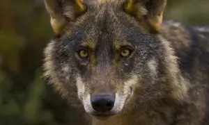 Retrato de un lobo ibérico en los bosques de España.