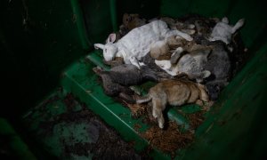 Imagen de varios cadáveres de conejos amontonados en una granja española. Investigación de AnimaNaturalis 'Conejos Marca España'