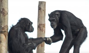 26/01/2024 - Chimpancés