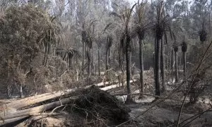 Imagen de algunos de los árboles que han sobrevivido al incendio en el Jardín Botánico de Viña del Mar, en Chile.