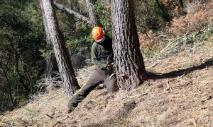 Efectiu del Grup Especial de Prevenció d’Incendis Forestals (GEPIF) tallant un arbre mort a Sant Climent de Llobregat