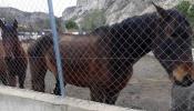 Incautados varios burros y caballos en un pueblo de Granada por maltrato animal