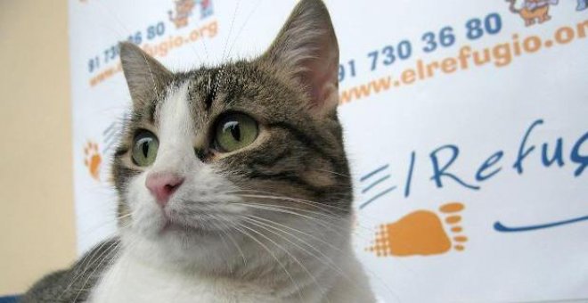 Hasta 200 gatos envenenados en una localidad al sureste de Francia