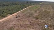 Detenido el mayor deforestador de la selva amazónica de los últimos años