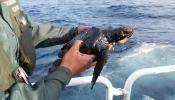 Encuentran una tortuga contaminada por el fuel del hundimiento del pesquero ruso