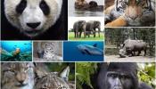 10 animales en peligro de extinción