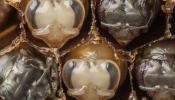 El increíble vídeo de la metamorfosis de las abejas obreras