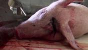 El horror de granjas y mataderos de cerdos de Italia