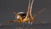 Revelan el mecanismo que siguen las arañas para nadar