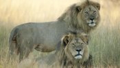 La manada del león Cecil, a merced de los cazadores furtivos