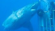 El tiburón más grande jamás filmado